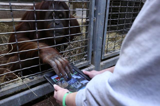 Orangutan Dating