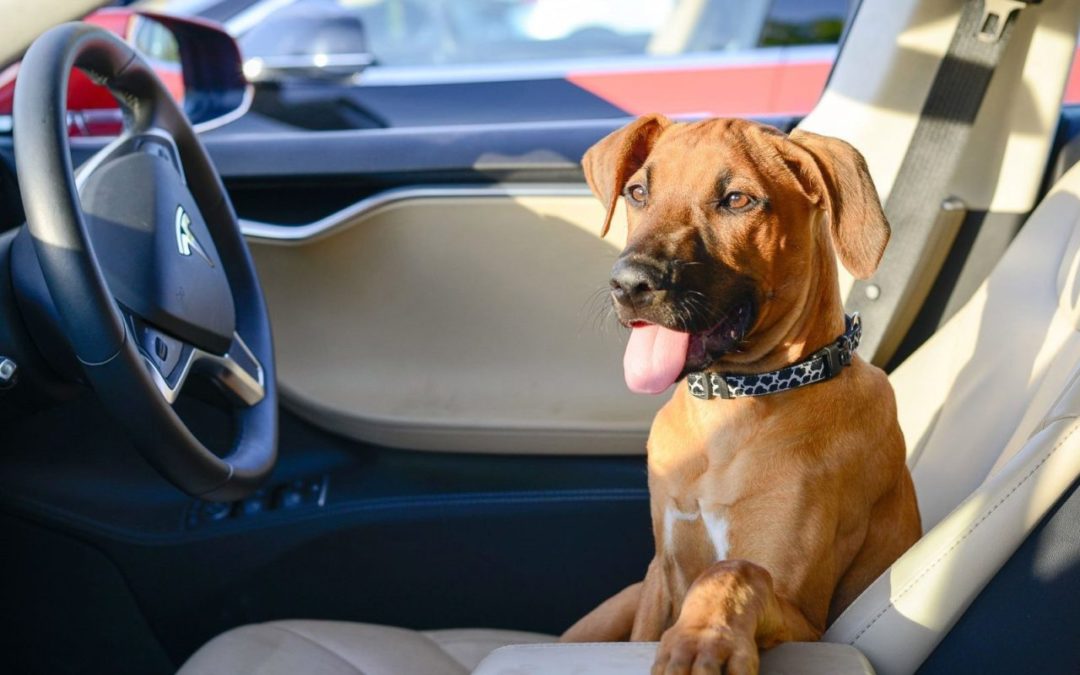 Tesla For Dogs: Musk Teases ‘Dog Mode’ For New Models