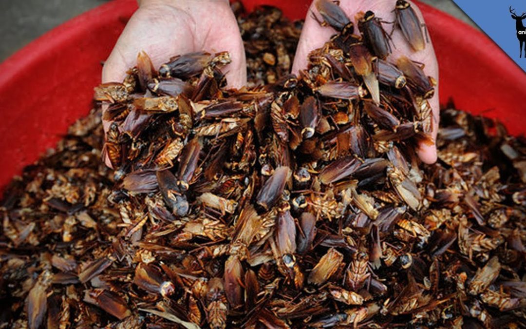 Bug Business: How Cockroaches Are Helping Clean Up China