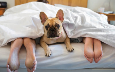 Man’s Best Sleeping Buddy: How Dogs Could Improve Your Sleep