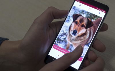 Tinder For Pets? New App Helps Sheltered Dogs