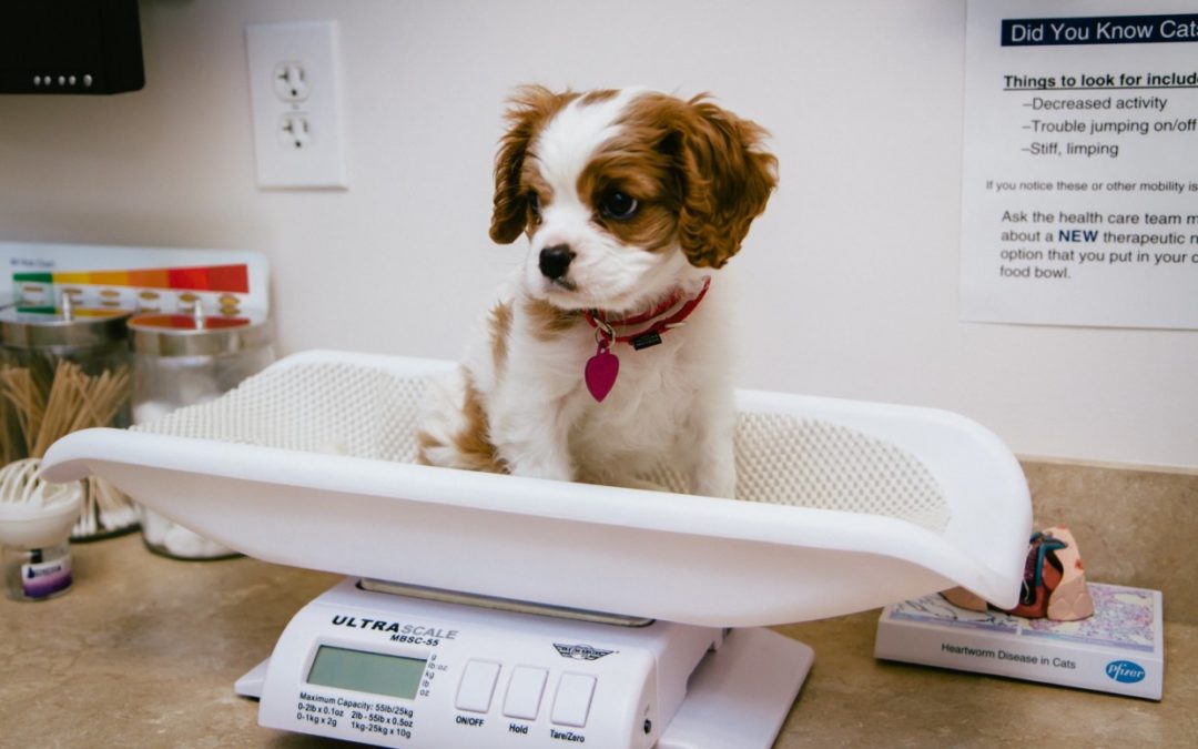 Pet Problems: Why 65% Lie To Boss About Taking Pet To Vet