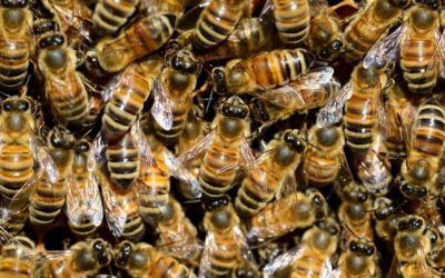 The Swarm Squad: Washington’s Urban Beekeeping Defenders