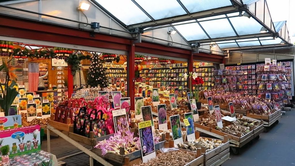 Flower Market | Places to visit in Amsterdam