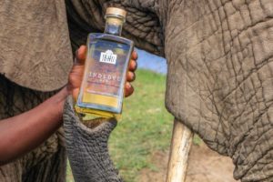 Elephant Dung Gin: A Surprising South African Hit