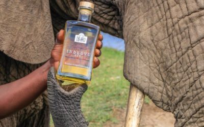 Elephant Dung Gin: A Surprising South African Hit