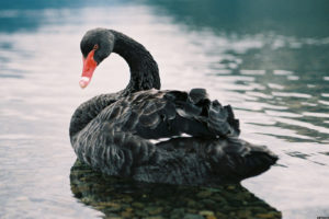 The Black Swan is Back as Worldwide Markets Crumble