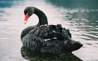 The Black Swan is Back as Worldwide Markets Crumble
