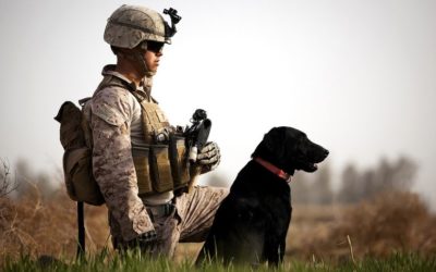Marine Corps To Make Canine Cuts