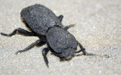 An Indestructible Beetle