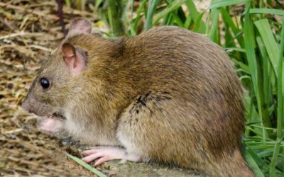 A Bomb-Sniffing Rat